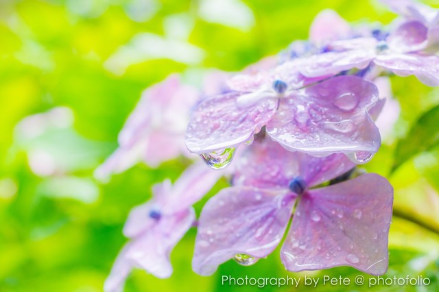 雨に濡れた紫陽花 Photofolio